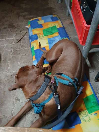 Rhodesian Ridgeback-Beitrag-Bild