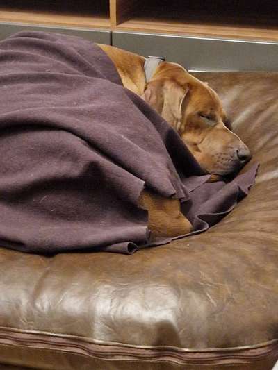 Rhodesian Ridgeback-Beitrag-Bild