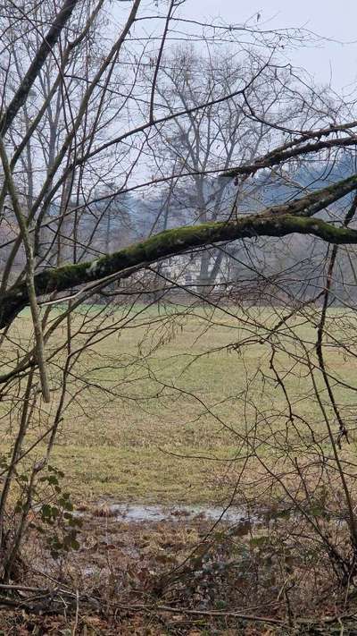 Rhodesian Ridgeback-Beitrag-Bild