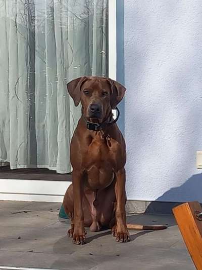 Rhodesian Ridgeback-Beitrag-Bild