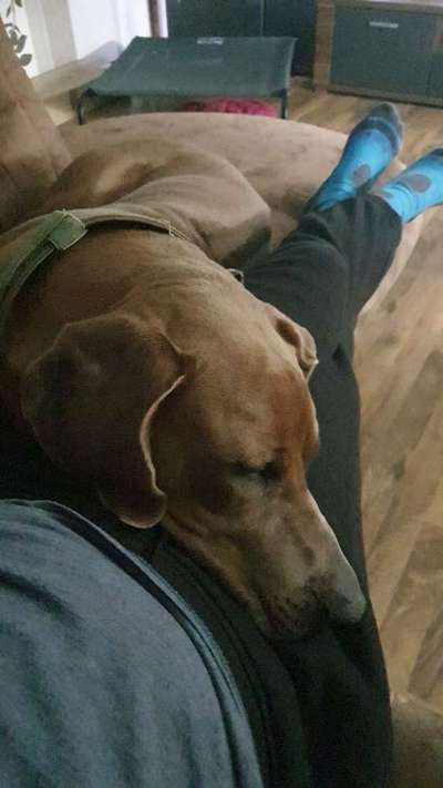 Rhodesian Ridgeback-Beitrag-Bild