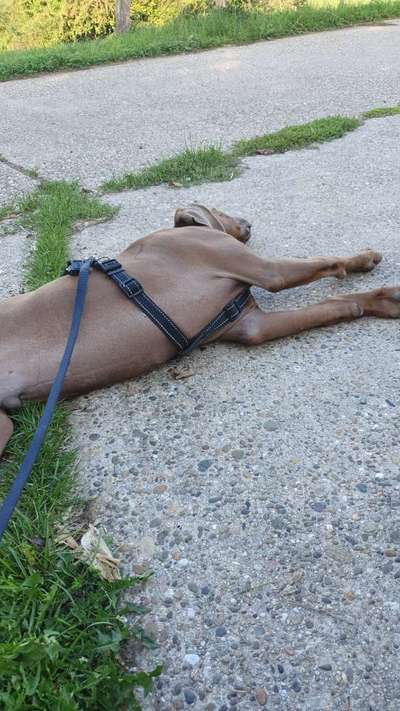 Rhodesian Ridgeback-Beitrag-Bild