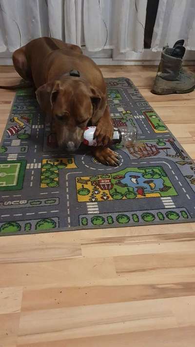 Rhodesian Ridgeback-Beitrag-Bild