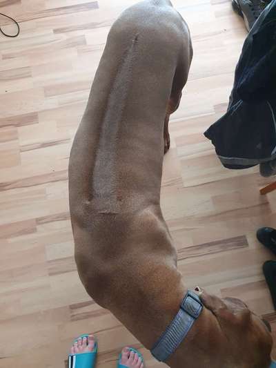 Rhodesian Ridgeback-Beitrag-Bild