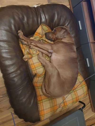 Rhodesian Ridgeback-Beitrag-Bild
