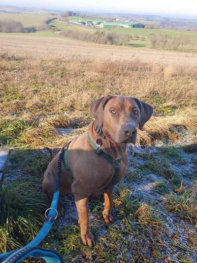 Rhodesian Ridgeback-Beitrag-Bild