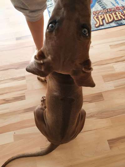 Rhodesian Ridgeback-Beitrag-Bild