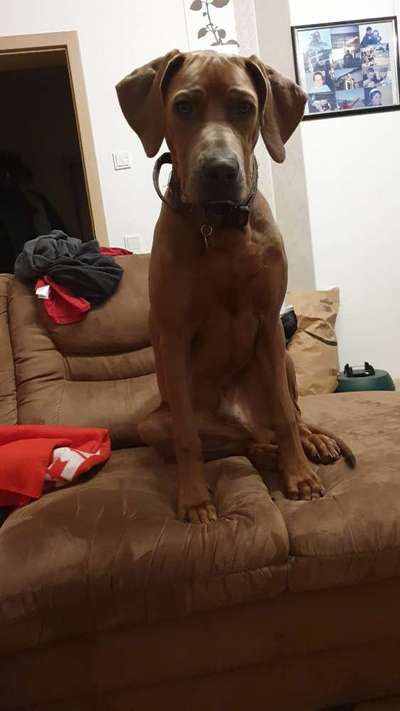 Rhodesian Ridgeback-Beitrag-Bild