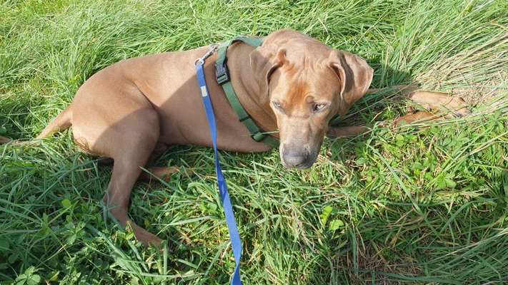 Rhodesian Ridgeback-Beitrag-Bild