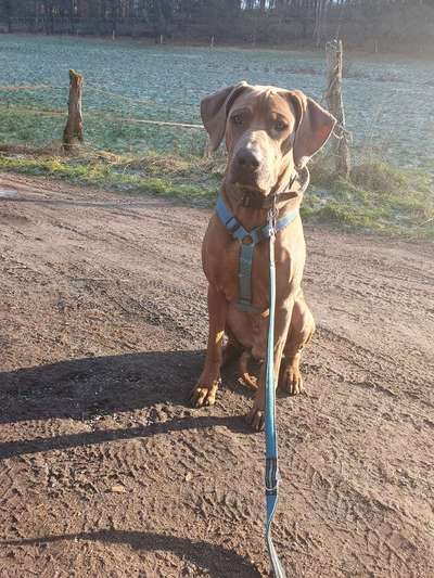 Rhodesian Ridgeback-Beitrag-Bild