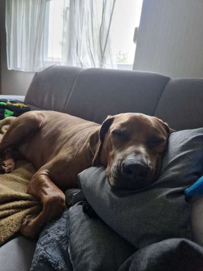 Rhodesian Ridgeback-Beitrag-Bild