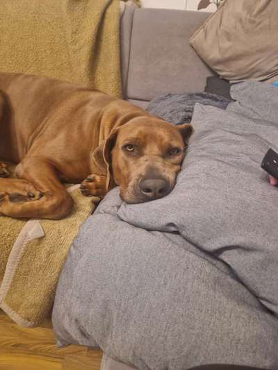 Rhodesian Ridgeback-Beitrag-Bild