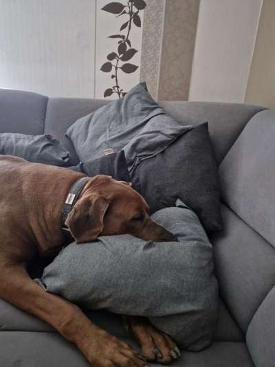 Rhodesian Ridgeback-Beitrag-Bild