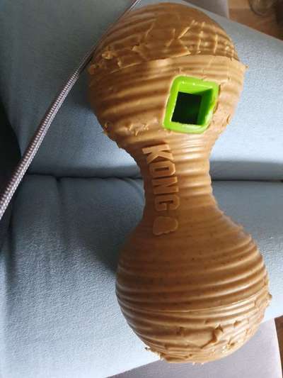 Rhodesian Ridgeback-Beitrag-Bild