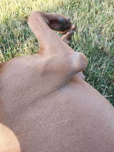 Rhodesian Ridgeback-Beitrag-Bild