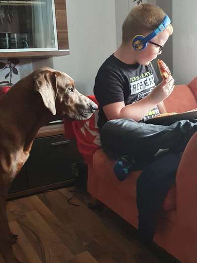 Rhodesian Ridgeback-Beitrag-Bild
