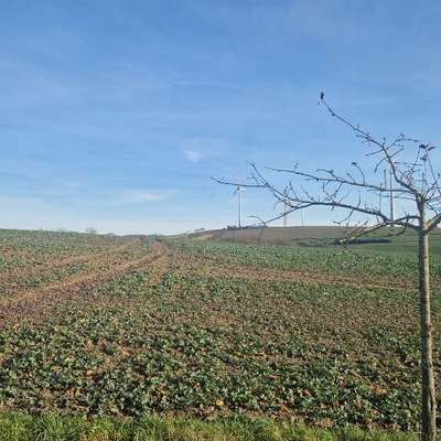 Rhodesian Ridgeback-Beitrag-Bild