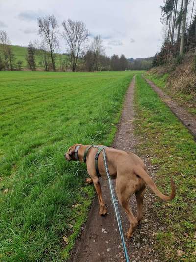 Rhodesian Ridgeback-Beitrag-Bild