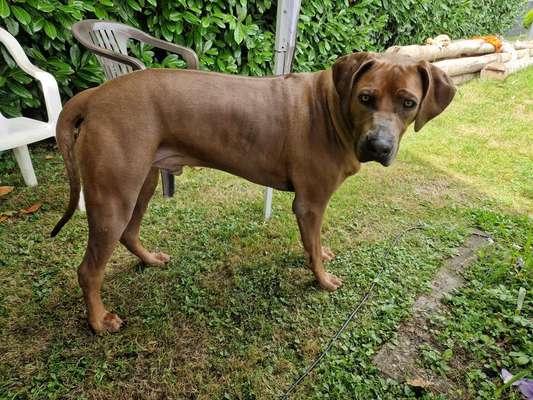 Rhodesian Ridgeback-Beitrag-Bild