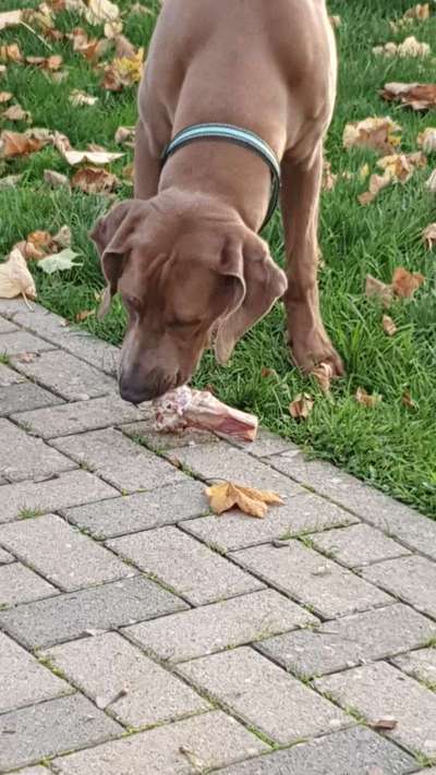 Rhodesian Ridgeback-Beitrag-Bild