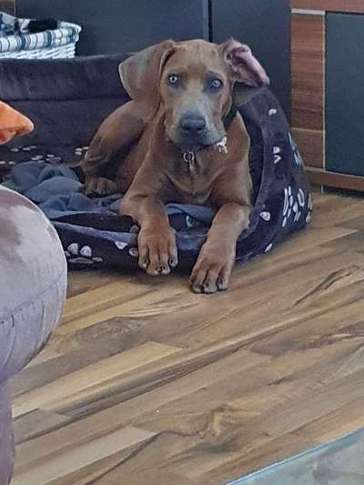 Rhodesian Ridgeback-Beitrag-Bild