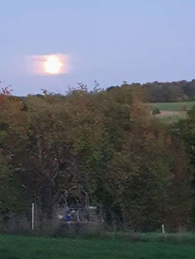 Rhodesian Ridgeback-Beitrag-Bild