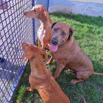 Rhodesian Ridgeback-Beitrag-Bild
