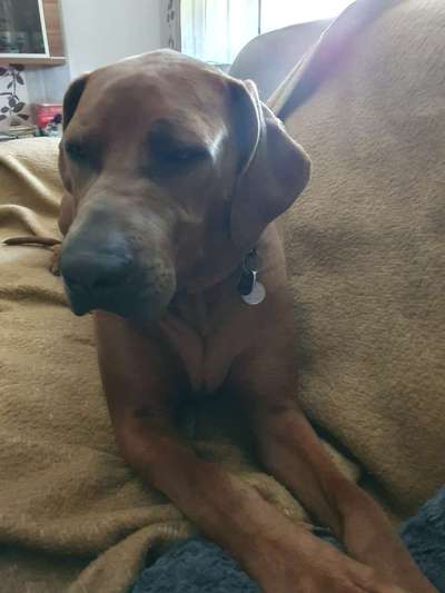 Rhodesian Ridgeback-Beitrag-Bild