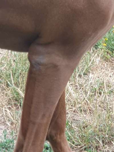 Rhodesian Ridgeback-Beitrag-Bild