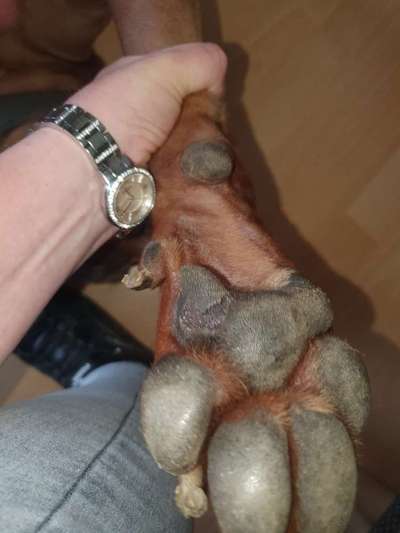 Rhodesian Ridgeback-Beitrag-Bild