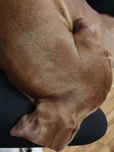 Rhodesian Ridgeback-Beitrag-Bild