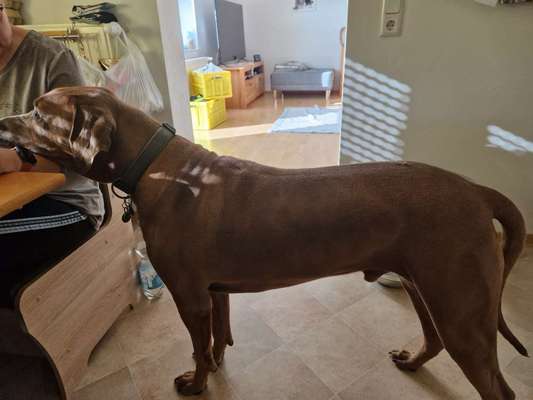 Rhodesian Ridgeback-Beitrag-Bild