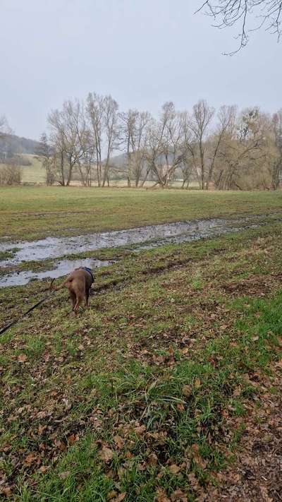 Rhodesian Ridgeback-Beitrag-Bild