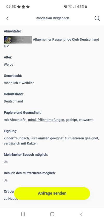 Rhodesian Ridgeback-Beitrag-Bild