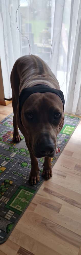 Rhodesian Ridgeback-Beitrag-Bild