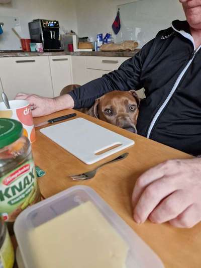 Rhodesian Ridgeback-Beitrag-Bild