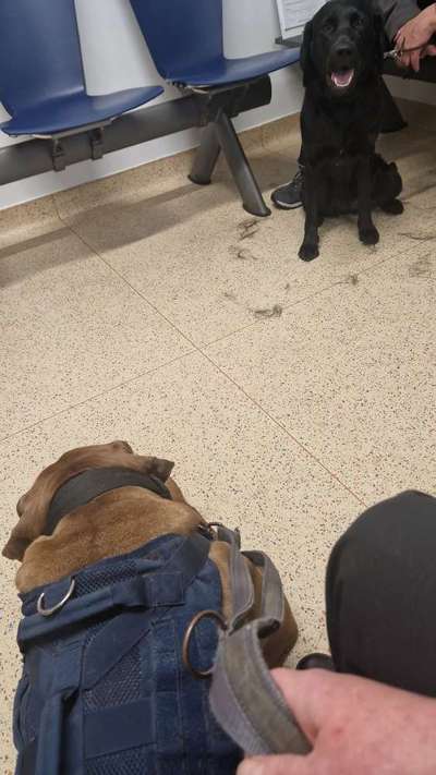 Rhodesian Ridgeback-Beitrag-Bild