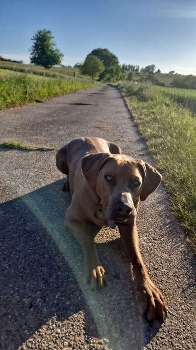 Rhodesian Ridgeback-Beitrag-Bild