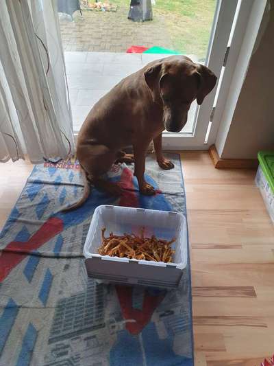 Rhodesian Ridgeback-Beitrag-Bild