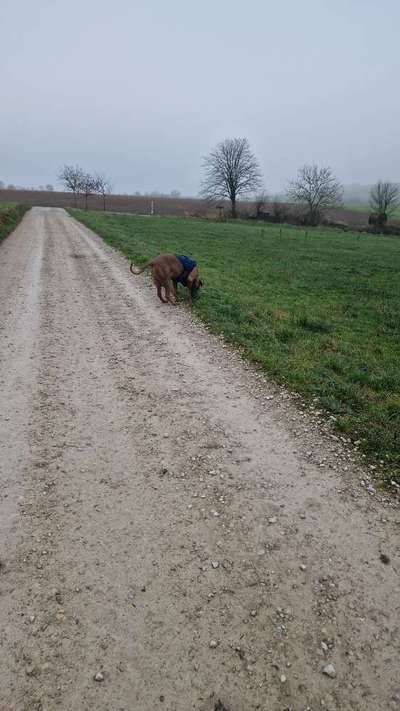 Rhodesian Ridgeback-Beitrag-Bild