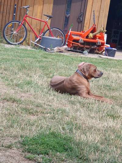Rhodesian Ridgeback-Beitrag-Bild