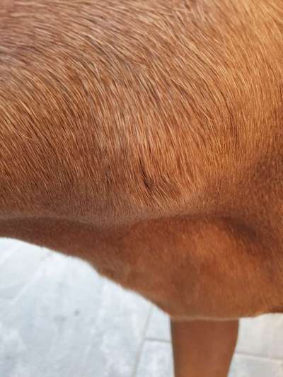 Rhodesian Ridgeback-Beitrag-Bild