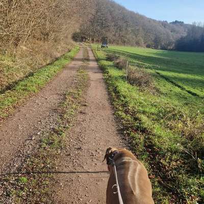 Rhodesian Ridgeback-Beitrag-Bild