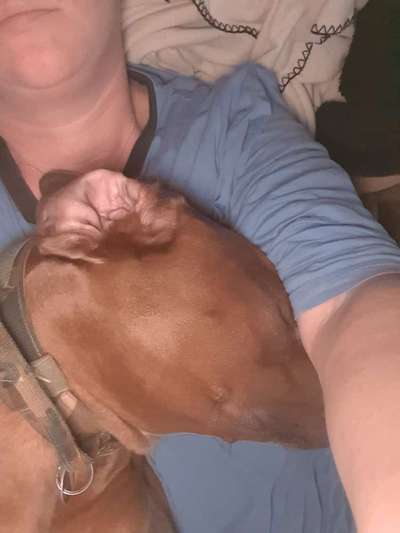 Rhodesian Ridgeback-Beitrag-Bild