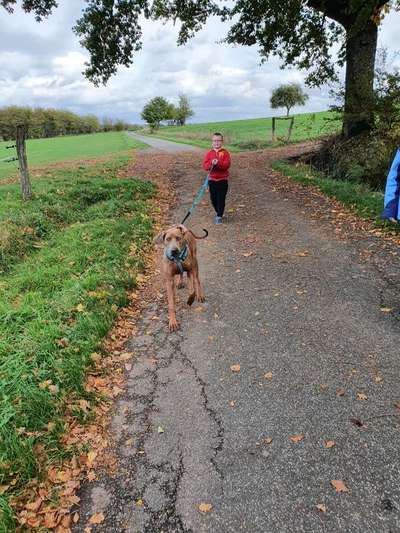 Rhodesian Ridgeback-Beitrag-Bild