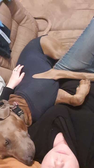 Rhodesian Ridgeback-Beitrag-Bild