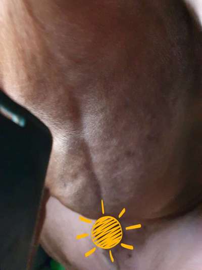 Rhodesian Ridgeback-Beitrag-Bild