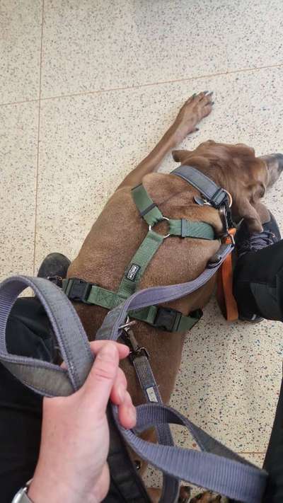 Rhodesian Ridgeback-Beitrag-Bild