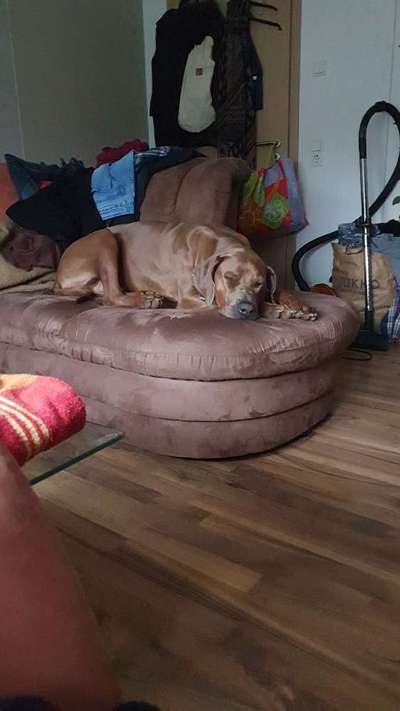 Rhodesian Ridgeback-Beitrag-Bild