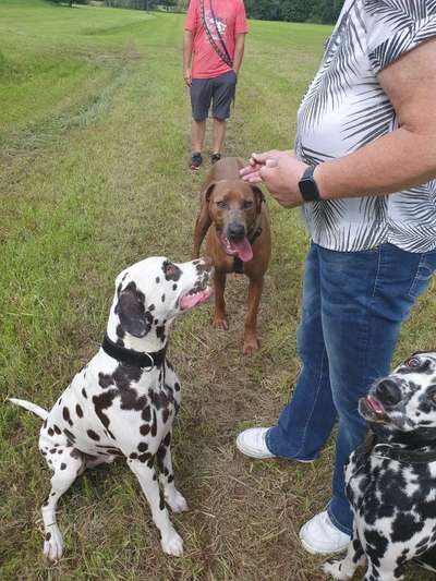 Rhodesian Ridgeback-Beitrag-Bild